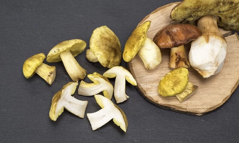 Μανιτάρια: 5 σημαντικά οφέλη για την υγεία (βίντεο)